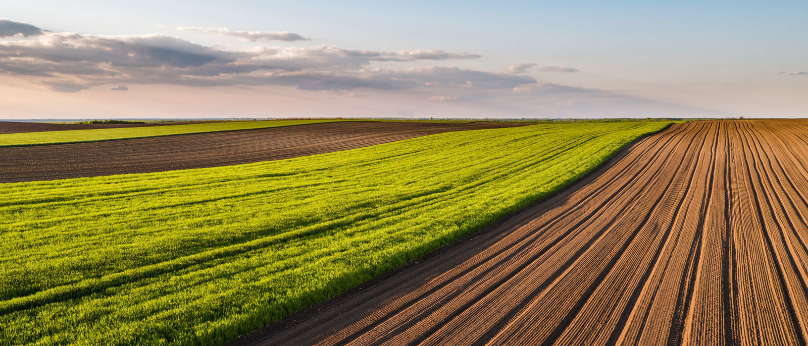 Cultivated field